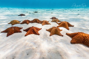Stars in the Sea, Cozumel Mexico by Alejandro Topete 